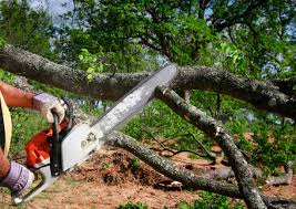 Henderson, NC Tree Removal Services Company