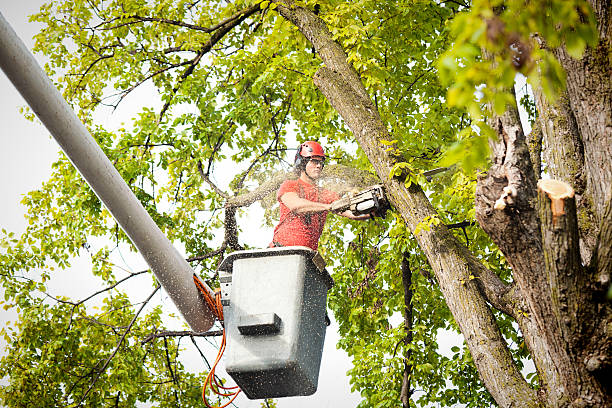 How Our Tree Care Process Works  in  Henderson, NC